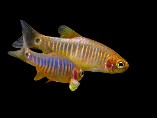 EMERALD DWARF RASBORA (Celestichthys erythromicron) - Aquarists Across Canada