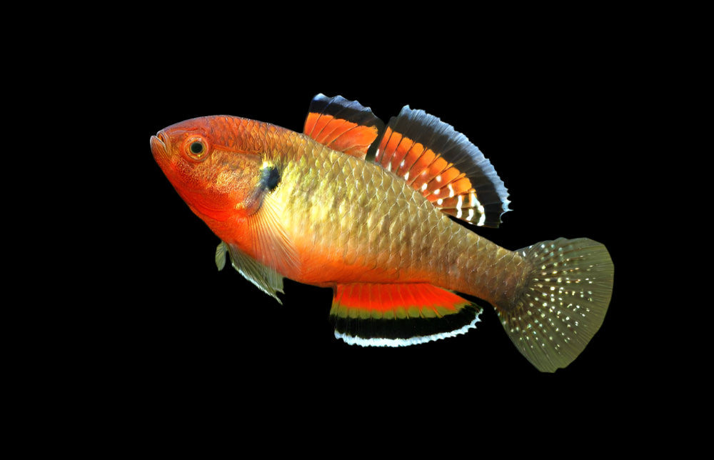 EMPIRE GUDGEON GOBY (Hypseleotris compressa)
