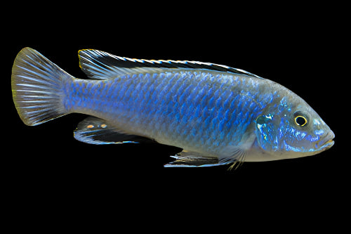 EXASPERATUS *PEARL OF LIKOMA* (Labidochromis Joanjohnsonae)