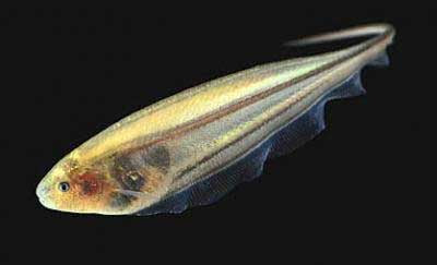GLASS KNIFE FISH (Eigenmannia virescens) - Aquarists Across Canada