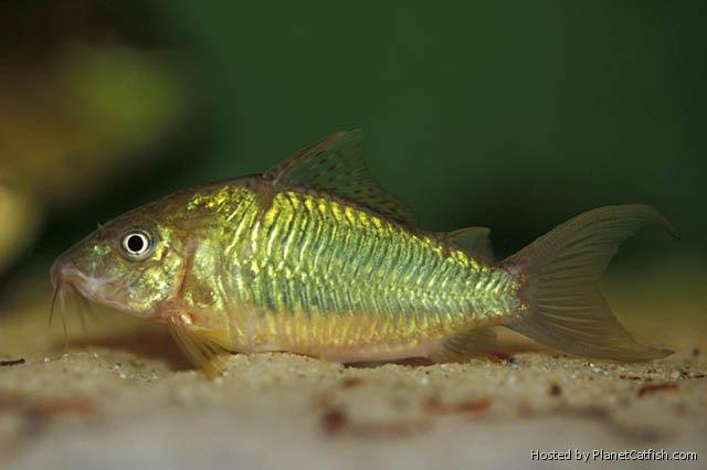 EMERALD GREEN CORYDORAS (Brochis splendens) - Aquarists Across Canada