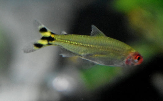 FALSE RUMMYNOSE TETRA *YELLOW* (Petitella georgiae)