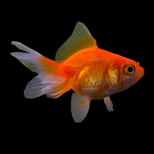 FANTAIL GOLDFISH (carassius Auratus)