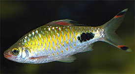 FILAMENT BARB (Puntius filamentosus) - Aquarists Across Canada