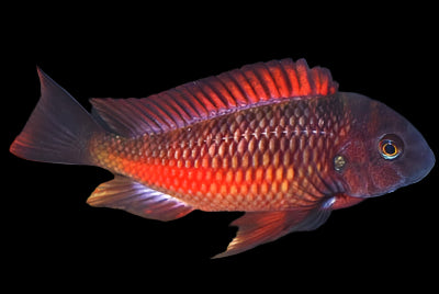 FIRECRACKER TROPHEUS (TROPHEUS MOLIRO) - Aquarists Across Canada
