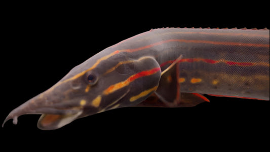 FIRE EEL SM (Mastacembelus erythrotaenia) 6-9"