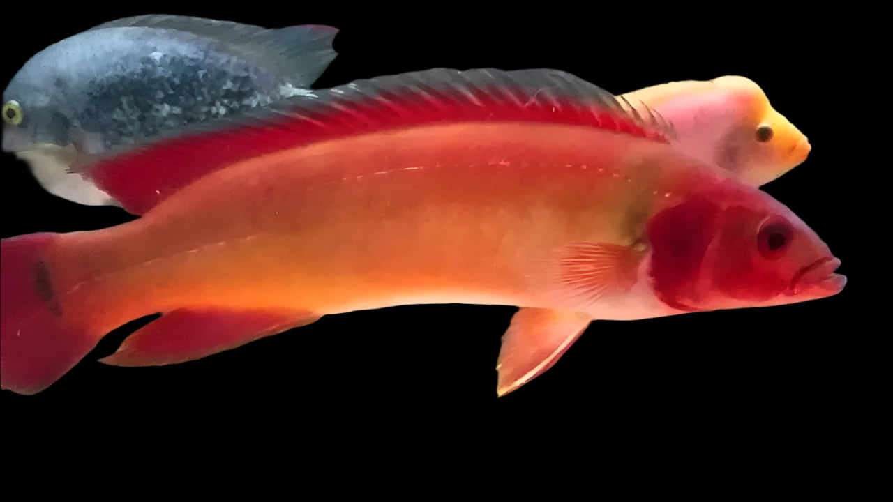FIRE PIKE (Crenicichla sp. atapabo 1) - Aquarists Across Canada