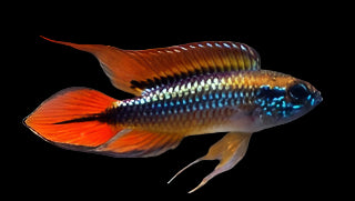 AGASSIZ'S DWARF CICHLID (Apistogramma agassizii *double red*) - Aquarists Across Canada