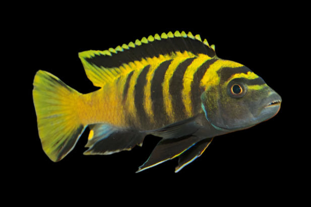 FLAVUS (Chindongo Flavus) 2.5" - Aquarists Across Canada