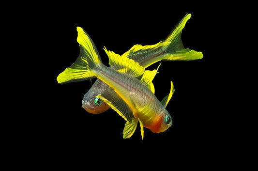 FORKTAIL BLUE EYE RAINBOW (pseudomugil furcatus)