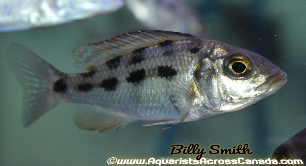 FOSSOROCHROMIS ROSTRATUS *SAND DIVER* (HOUSEBRED) 1" UNSEXED - Aquarists Across Canada