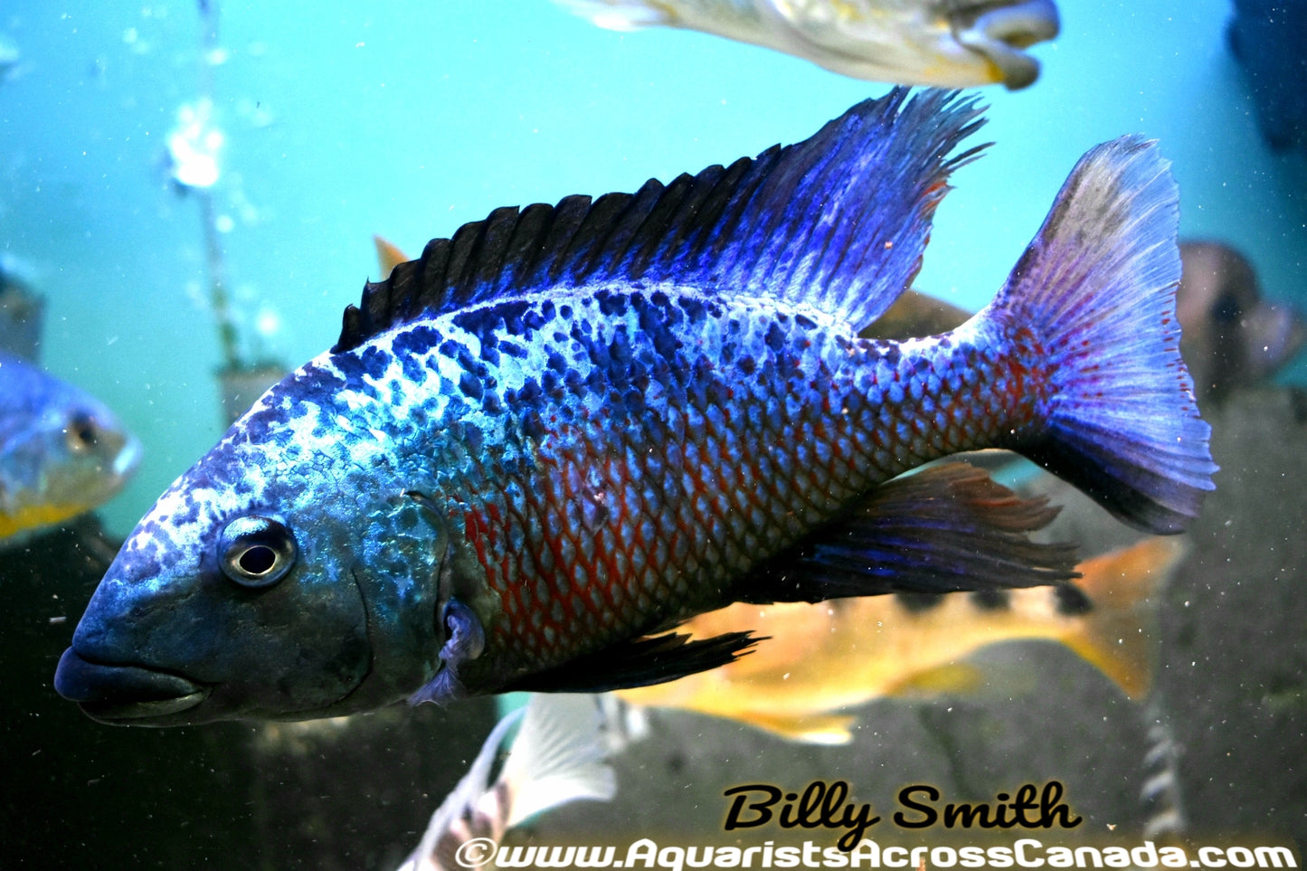 FOSSOROCHROMIS ROSTRATUS *SAND DIVER* (HOUSEBRED) 1" UNSEXED - Aquarists Across Canada