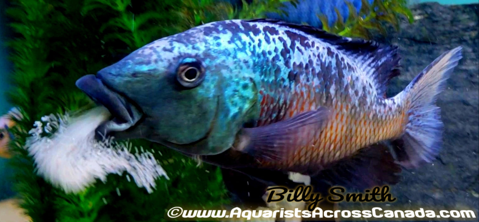 FOSSOROCHROMIS ROSTRATUS *SAND DIVER* (HOUSEBRED) 1" UNSEXED - Aquarists Across Canada