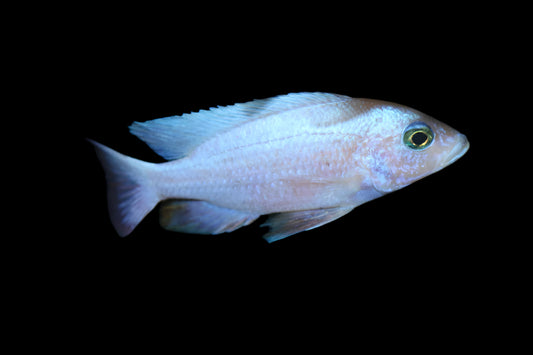 FRYERI WHITE KNIGHT (Sciaenochromis fryeri *white knight*)