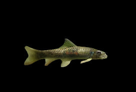 GARRA RUFA (Garra Rufa) "Doctor Fish"