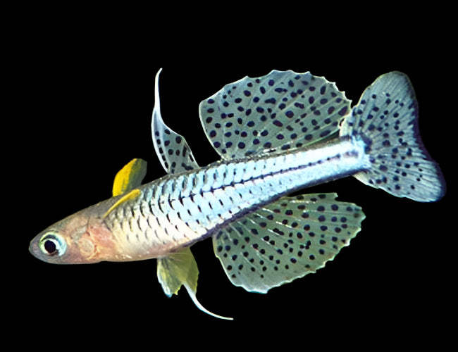 GERTRUDE RAINBOW (Pseudomugil gertrudae)