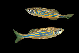GIANT DANIO (Devario aequipinnatus) - Aquarists Across Canada