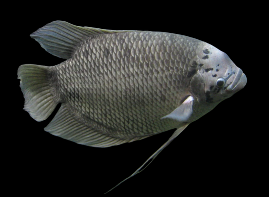 GIANT GOURAMI (Osphronemus gouramy)