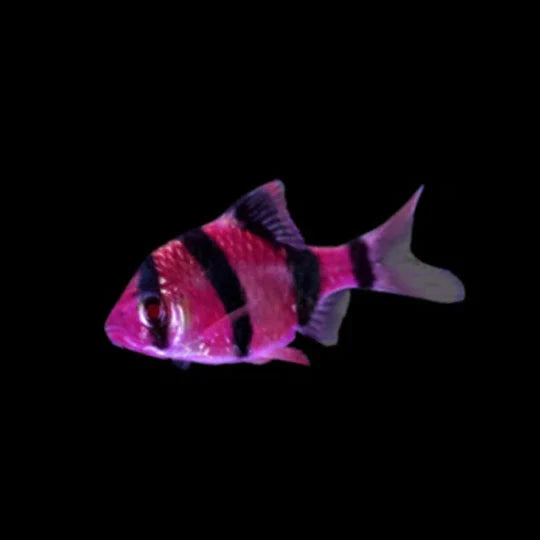 GLO TIGER BARB GALACTIC PURPLE (Puntius tetrazona) 2402