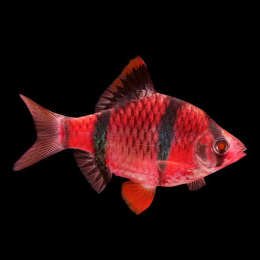 GLO TIGER BARB STARFIRE RED (Puntius tetrazona) 2402