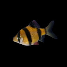 GLO TIGER BARB SUNBURST ORANGE (Puntius tetrazona) 2402