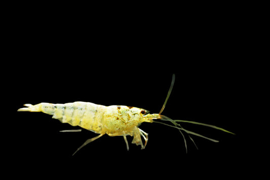 GOLDEN CRYSTAL SHRIMP (Caridina cantonensis .var) - Aquarists Across Canada