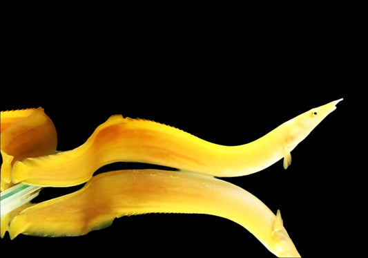 (Pre-Order) GOLDEN FIRE EEL (Mastacembelus erythrotaenia .SP Xanthic) 8" ULTRA RARE