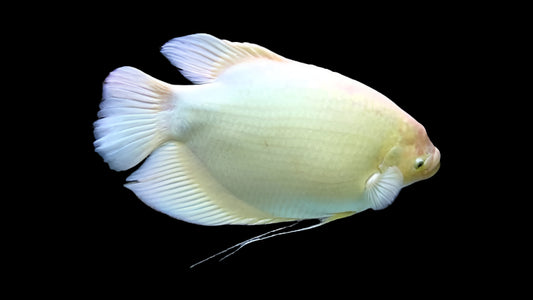 GOLDEN GIANT GOURAMI (Osphronemus gouramy)