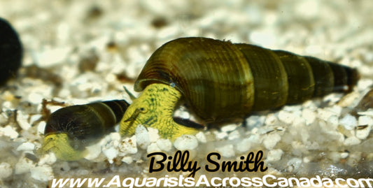 GOLDEN RABBIT SNAIL (Tylomelania sarasinorum) - Aquarists Across Canada