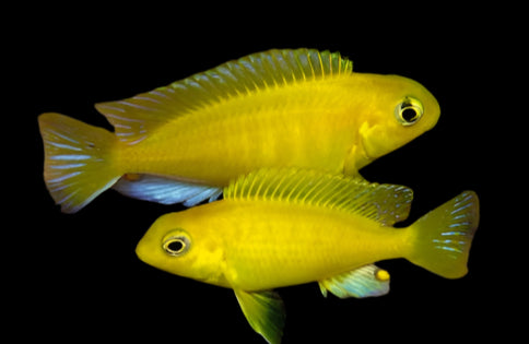 GOLDEN YELLOW TROPHEOPS (Tropheops macropthalmus *Kirondo* - Aquarists Across Canada