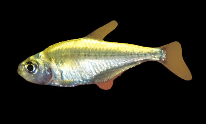 GOLD TETRA (Hemigrammus rodwayi)