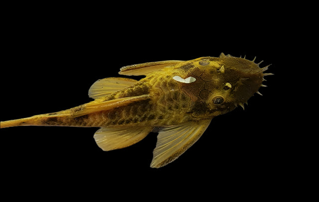 GREEN DRAGON BRISTLENOSE (Ancistrus .Sp green Dragon)