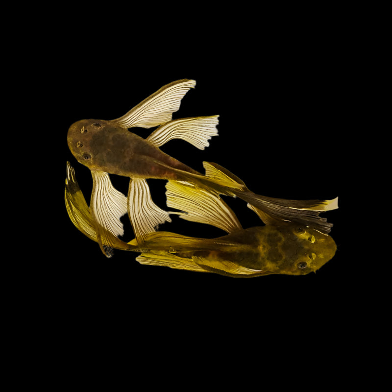 GREEN DRAGON BRISTLENOSE LONGFIN (Ancistrus .Sp green Dragon)