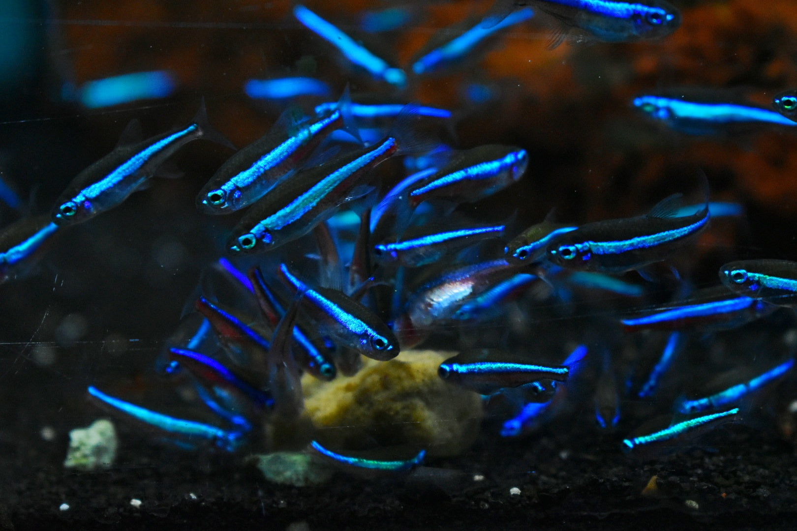 GREEN NEON TETRA (Paracheirodon simulans) - Aquarists Across Canada