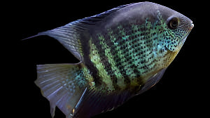 GREEN SEVERUM (Heros Efasciatus)