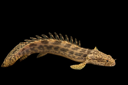 GUINEAN BICHIR (Polypterus Ansorgei)