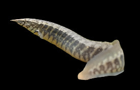 HALF BANDED SPINEY EEL (Macrognathus circumcinctus) - Aquarists Across Canada