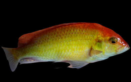 HAPLOCHROMIS .SP FLAMEBACK "GOLD" (golden kyoga flameback) - Aquarists Across Canada