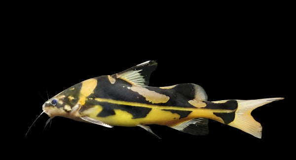 HARLEQUIN LANCER CATFISH (Bagroides Melapterus) 2.5-3" D2405M