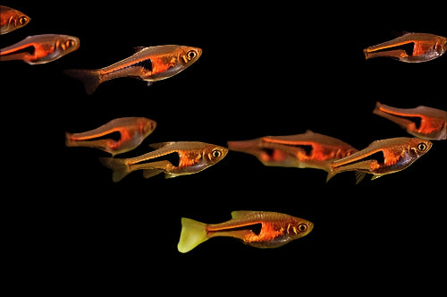 HARLEQUIN RASBORA (Trigonostigma heteromorpha)