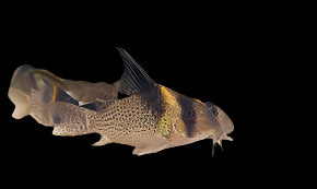 HI-FIN SPOTTED CORYDORA (corydoras cf. brevirostris CW27)