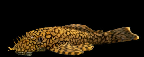 HONEYCOMB BRISTLENOSE (Ancistrus .sp Wabenmuster)