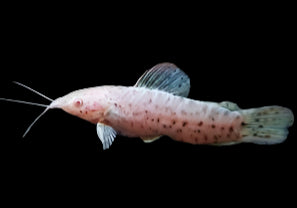 HOPLO CATFISH (ALBINO) (hoplosternum thoracantum .Var) 1-2" (3-5cm) A2405J