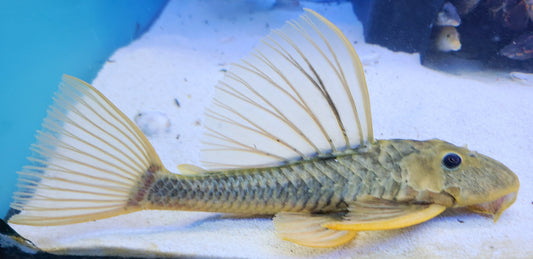 HYPOSTOMUS LUTEUS (PHASE I) *RARE*