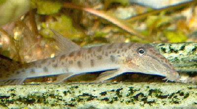 HORSE-FACE LOACH (Acantopsis choirorhynchos() - Aquarists Across Canada