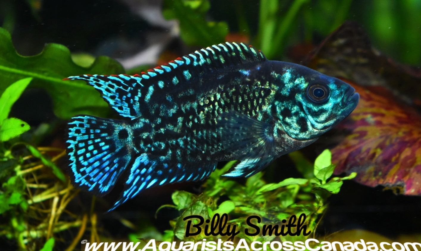 JACK DEMPSEY *Electric Blue* (Cichlasoma octofasciatum .var) - Aquarists Across Canada