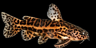 JAGUAR CATFISH (Liosomadoras oncinus) - Aquarists Across Canada