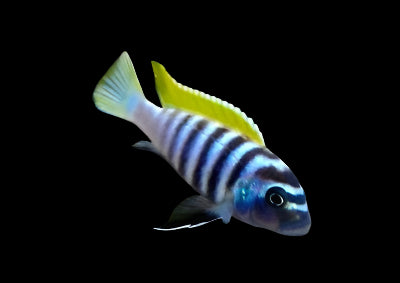 JALO REEF (Cynotilapia zebroides "jalo reef" 2" - Aquarists Across Canada