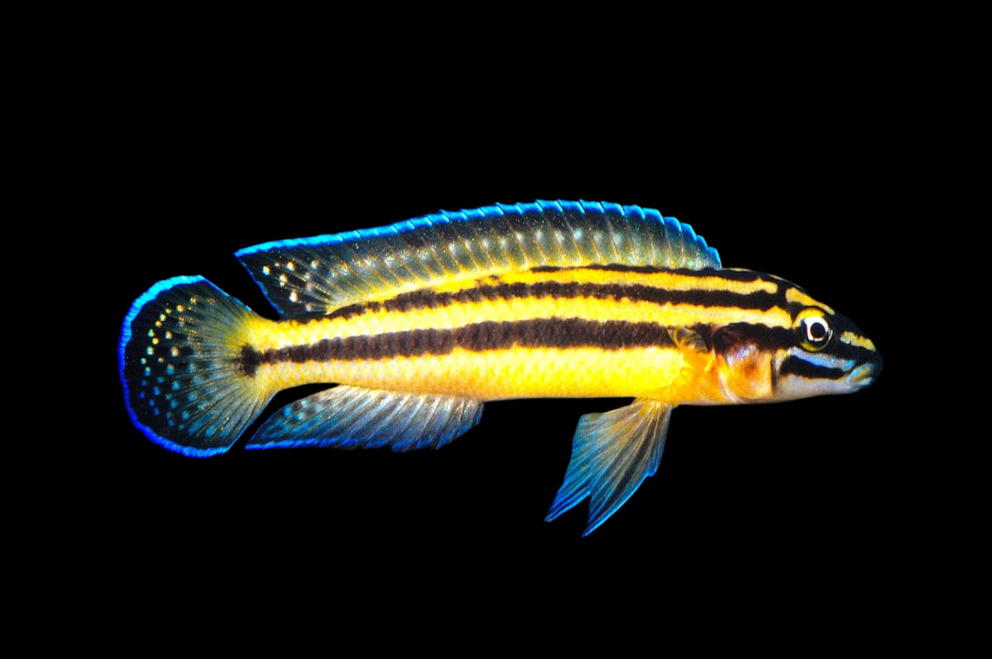 JULIDOCHROMIS MARKSMITHI *KIPILI* - Aquarists Across Canada