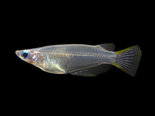 JAVANESE RICE FISH (Oryzias javanicus)